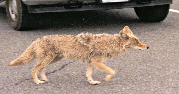 Coyote Attacks on Humans